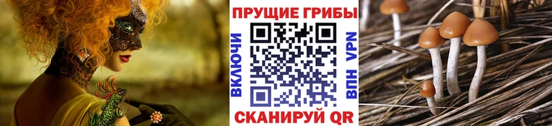 Купить где  Дигора  Галлюциногенные грибы GOLDEN TEACHER 